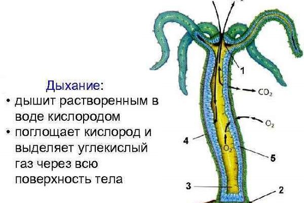 Как положить деньги на кракен